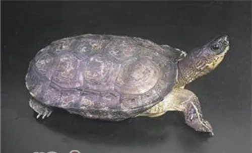 黑木纹龟的品种简介