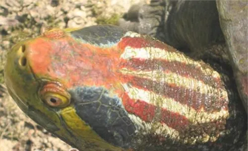 红冠棱背龟的品种简介