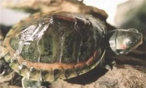 粉红圈锯背龟的外形特征
