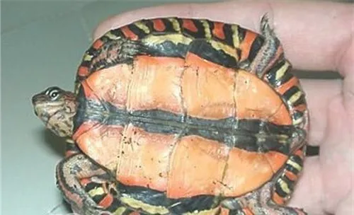 哥斯达黎加木纹龟的形态特征