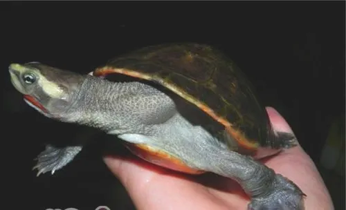 红腹短颈龟的环境要求