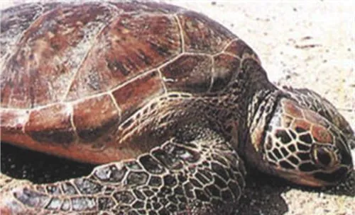 大西洋蠵龟的品种简介