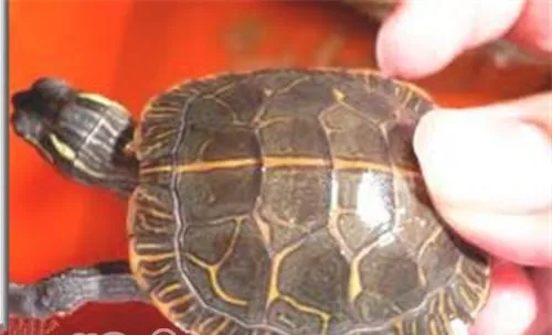 红纹锦龟的环境要求