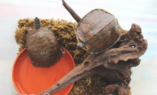 洪都拉斯木纹龟的生活环境介绍