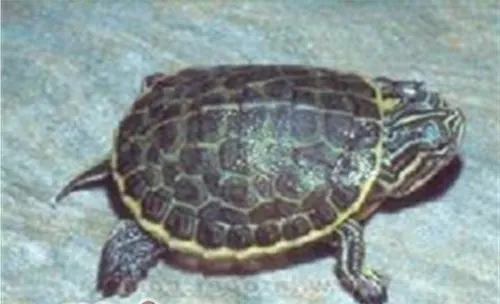 东部网目鸡龟的形态特征