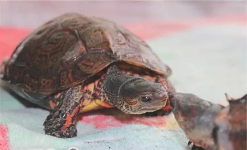 洪都拉斯木纹龟的饲喂注意事项