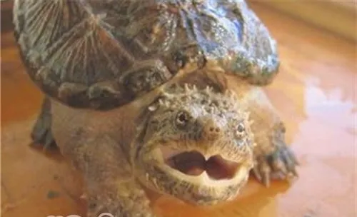 佛州拟鳄龟的品种简介