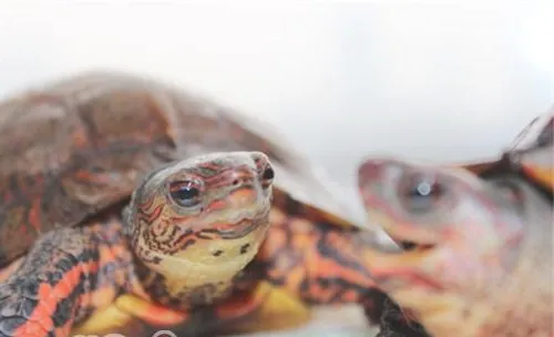洪都拉斯木纹龟的品种简介