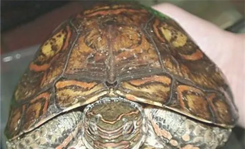 哥斯达黎加木纹龟的品种简介