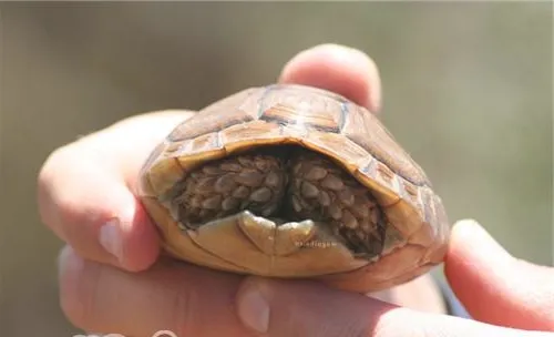 包兰格海角陆龟的养护方法