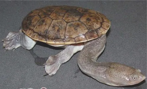 长身蛇颈龟的养护方式