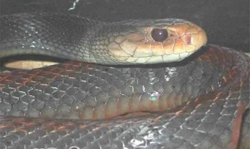 澳洲金刚蛇的摄食要求