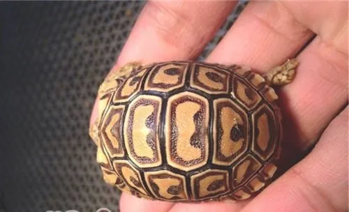 豹纹陆龟的形态特征