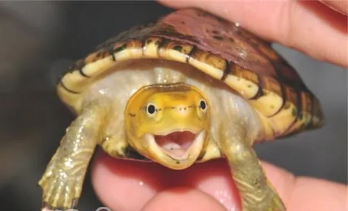 白唇泥龟的喂食方法