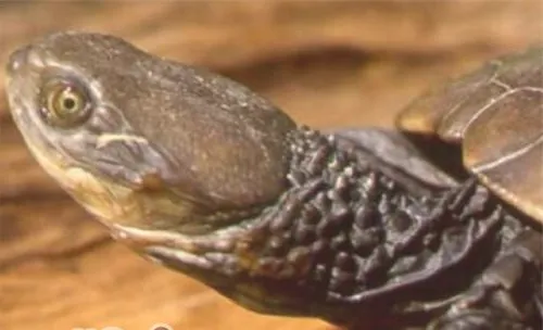 澳洲短颈龟品种简介