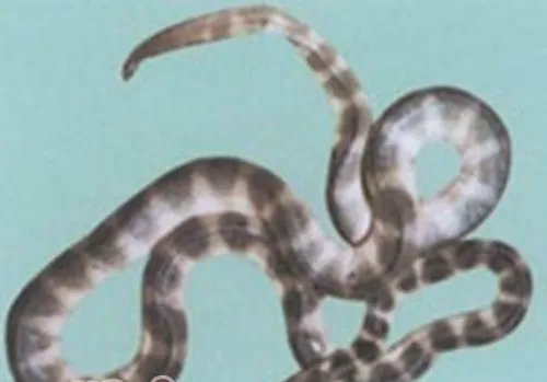 艾基特林海蛇的摄食方法