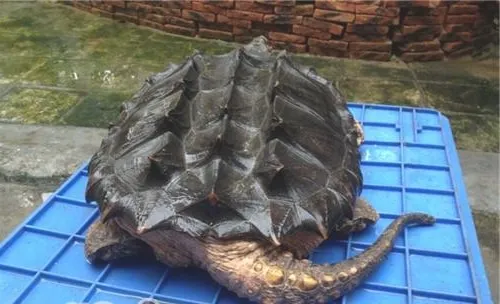 大鳄龟的形态特征