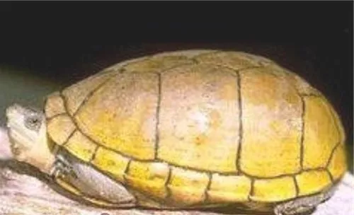阿拉莫泥龟的生活环境