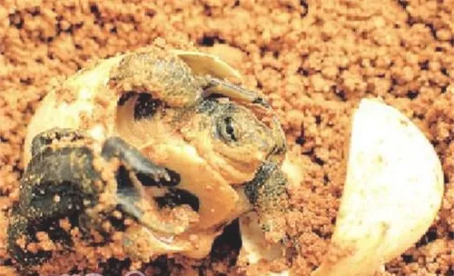 阿拉莫泥龟的品种简介