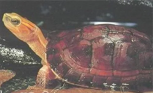 百色闭壳龟形态特征