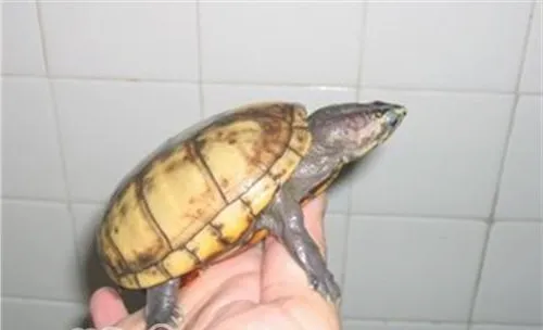 阿拉莫泥龟的养护方式