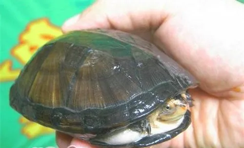 蛋龟的生活环境要求