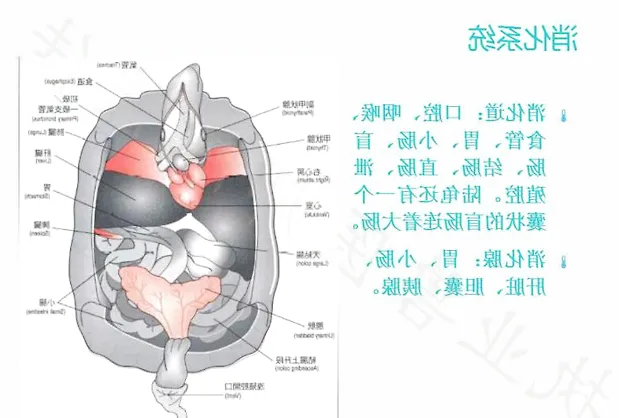 龟的消化系统、循环系统、淋巴系统介绍