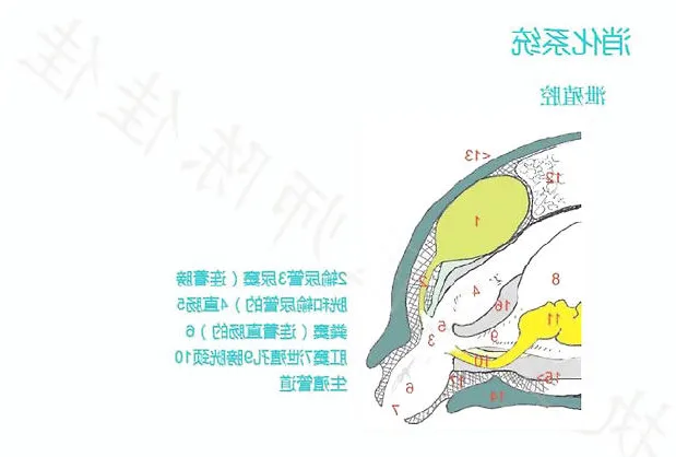 龟的消化系统、循环系统、淋巴系统介绍