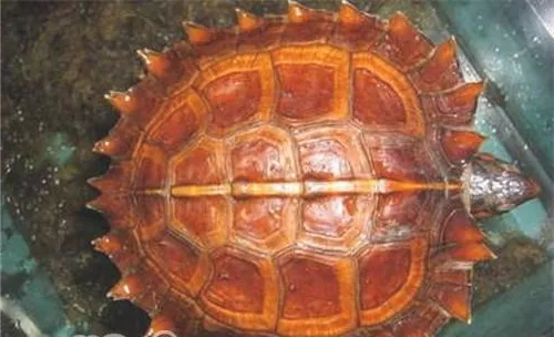 养龟如何维持水质，避免腐皮