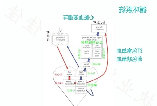 龟的消化系统、循环系统、淋巴系统介绍