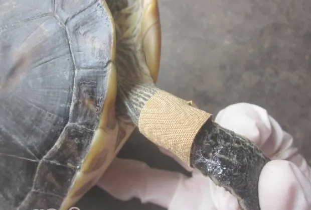 花龟前肢关节皮肤糜烂病例