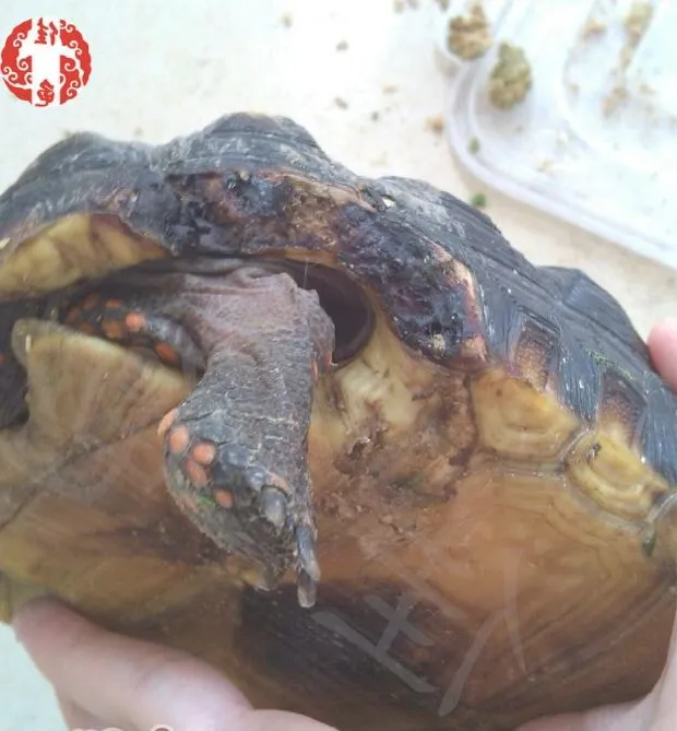 一例红腿陆龟被藏獒咬伤的病例