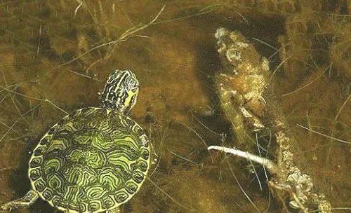 如何预防宠物龟浮水病