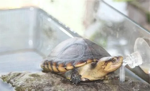 龟中暑的分类及症状表现