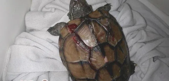 宠物龟摔伤的家庭处理方法