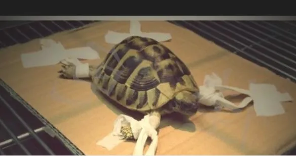 宠物龟能做X光吗？