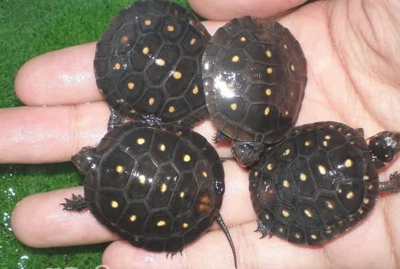 星点水龟的繁殖知识