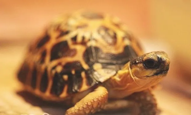 龟龟为什么会眼睛肿胀