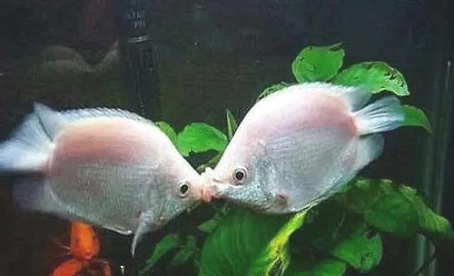 接吻鱼繁殖的注意事项都有哪些？