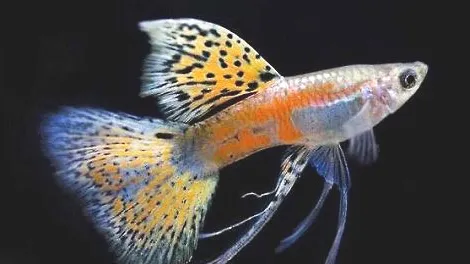 热带鱼下崽会有什么样变化？