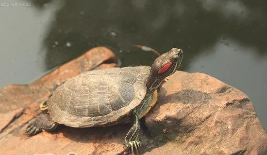 导致巴西龟眼睛睁不开的原因