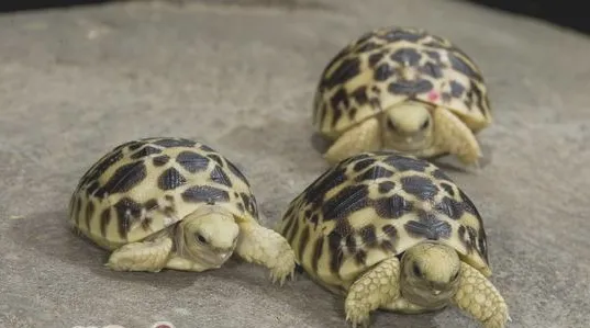 印度星龟的繁殖知识