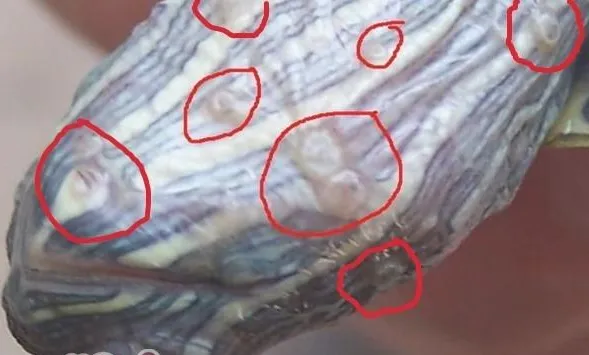 宠物龟常见皮肤病治疗系列之疥疮病