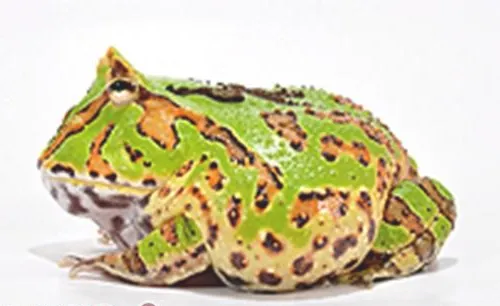 角蛙的冬眠与繁殖注意事项