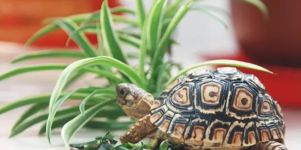 红耳龟的繁殖知识