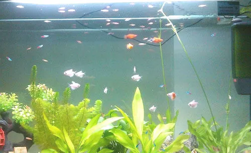 水族饲养水质的检测与调节