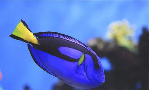 水族箱过滤器的常见安装方法