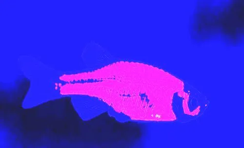 荧光斑马鱼介绍，荧光斑马鱼是什么鱼？