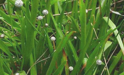 谷精草科水草的饲养方法