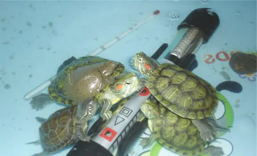 水龟饲养用具之如何选择加热棒